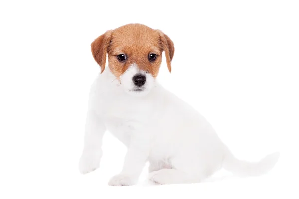 Cachorrinho Jack Russell (1,5 mês de idade) em branco — Fotografia de Stock