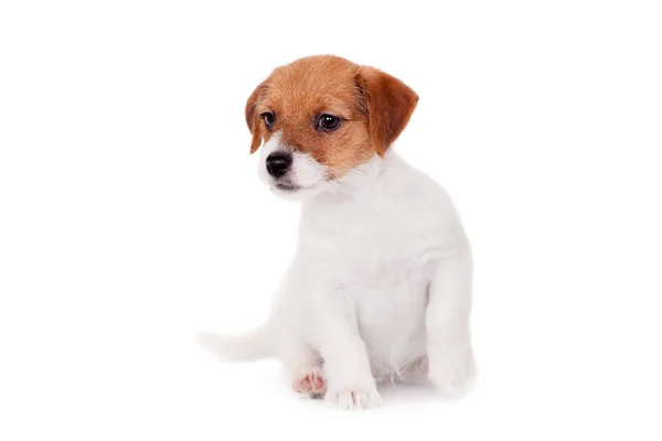 Jack russell valp (1,5 månad gamla) på vit — Stockfoto