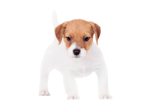 杰克罗素上的小狗 （1.5 月龄） 白色 — 图库照片
