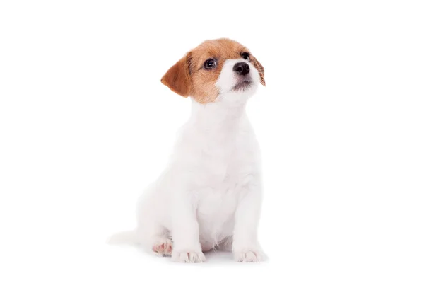 Cachorrinho Jack Russell (1,5 mês de idade) em branco — Fotografia de Stock