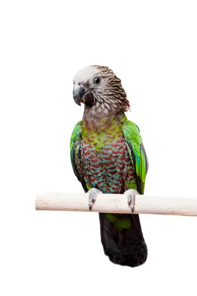 Jestřáb-v čele papoušek (deroptyus accipitrinus) — Stock fotografie