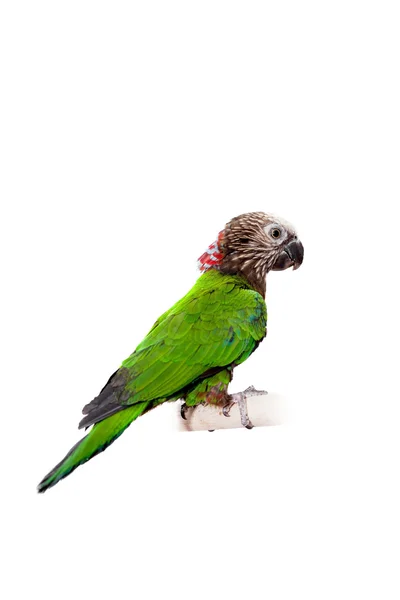 Jestřáb-v čele papoušek (deroptyus accipitrinus) — Stock fotografie