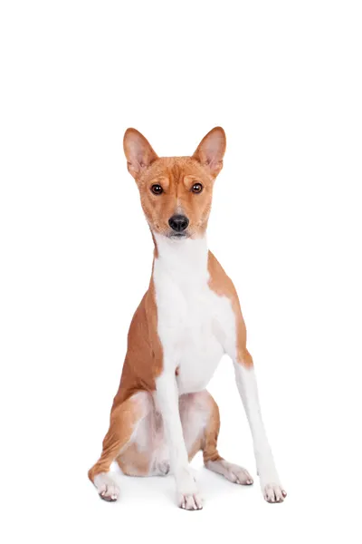 Basenji pes izolovaných na bílém — Stock fotografie