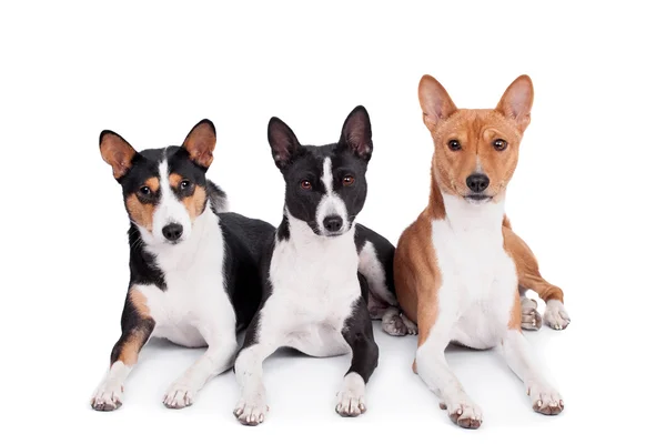 Drie Basenji's geïsoleerd op wit — Stockfoto