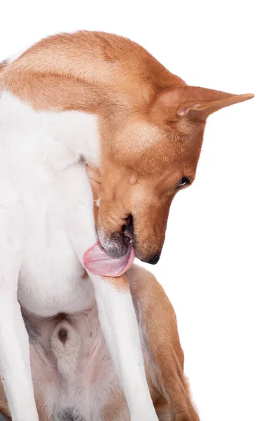 สุนัข Basenji แยกกันบนสีขาว — ภาพถ่ายสต็อก