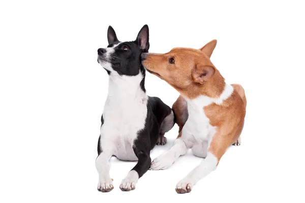 Two Basenjis on white — Stock Photo, Image