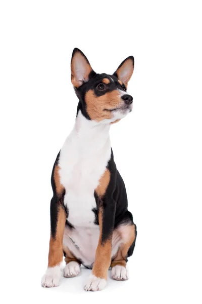 Alçaklık köpek, 3 ay, üzerinde beyaz izole — Stok fotoğraf
