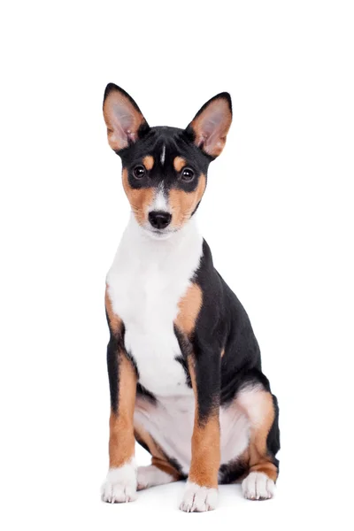 Basenji valp, 3 månader, isolerat på vita — Stockfoto