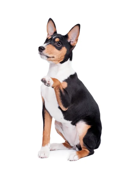 Basenji valp, 3 månader, isolerat på vita — Stockfoto