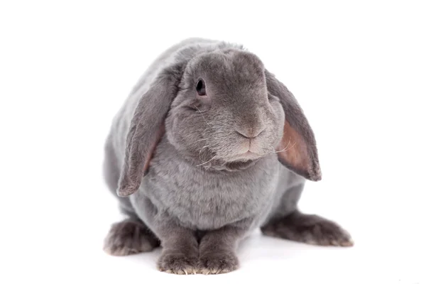 Graue Schlappohren-Kaninchenrex-Rasse auf weiß — Stockfoto