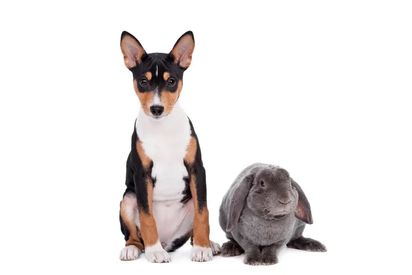 Grey lop-eared rabbit with basenji puppy — Stock Photo, Image