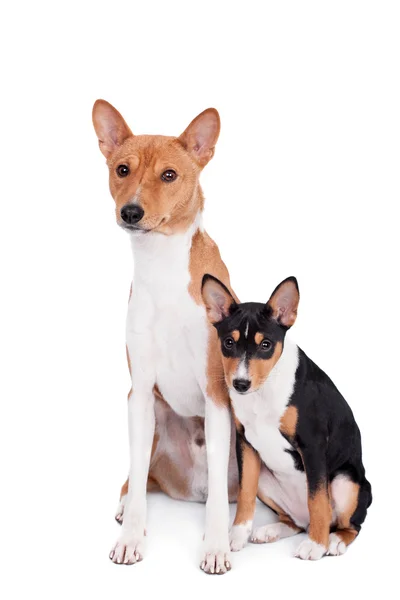Two Basenjis (3 years and 3 month old) on white — Stock Photo, Image