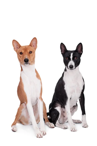 Twee Basenji's op wit — Stockfoto