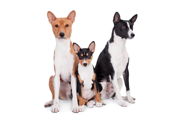 Drie Basenji's geïsoleerd op wit — Stockfoto