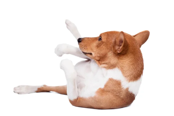 Cão Basenji isolado em branco — Fotografia de Stock