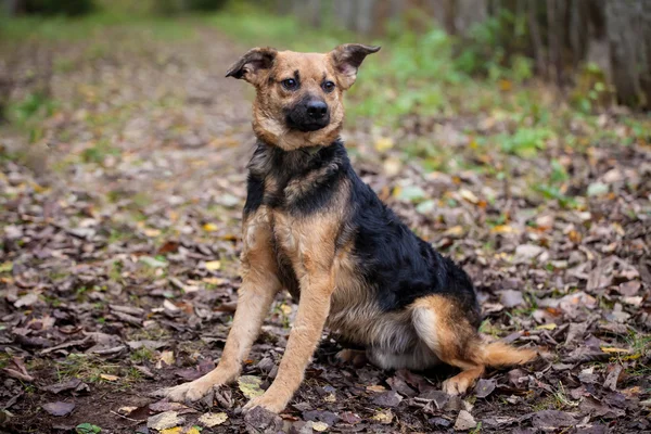 Mischlingshund im Herbstwald — Stockfoto