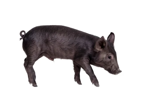 Black piggy isolated on white — Stock Photo, Image