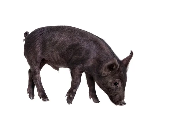 Piggy nero isolato su bianco — Foto Stock