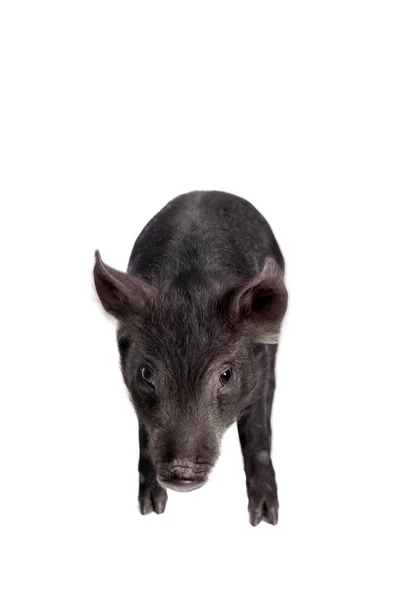Piggy preto isolado em branco — Fotografia de Stock