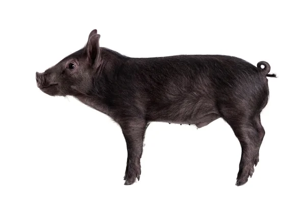 Schwarzes Schweinchen isoliert auf weißem — Stockfoto