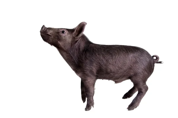 Black piggy isolated on white — Stock Photo, Image