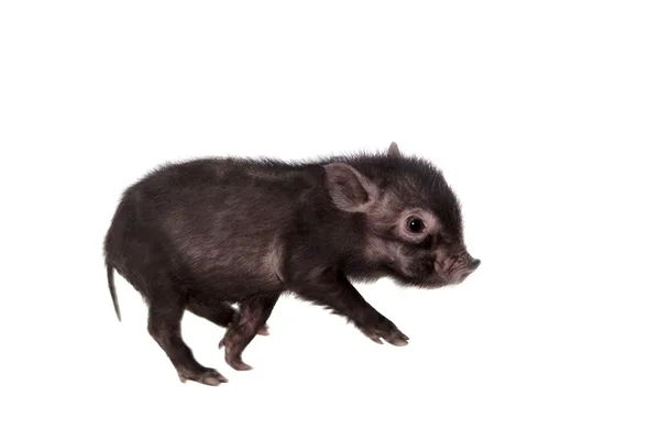 Piggy nero isolato su bianco — Foto Stock