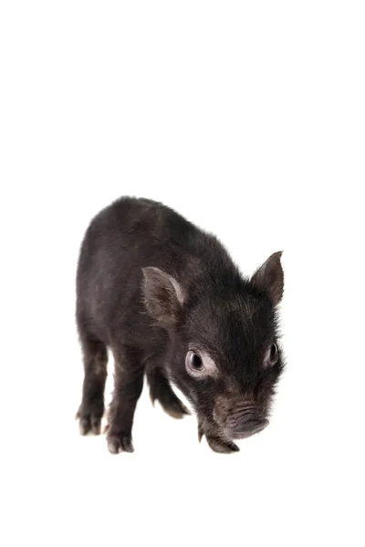 Black piggy isolated on white — Stock Photo, Image