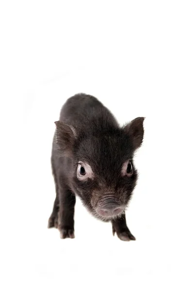 Black piggy isolated on white — Stock Photo, Image