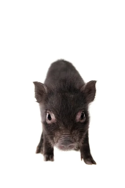 Cerdito negro aislado en blanco — Foto de Stock