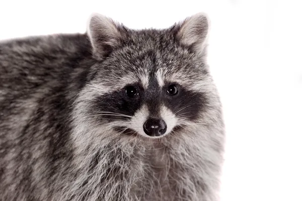 Mýval (procyon lotor) na bílém pozadí — Stock fotografie