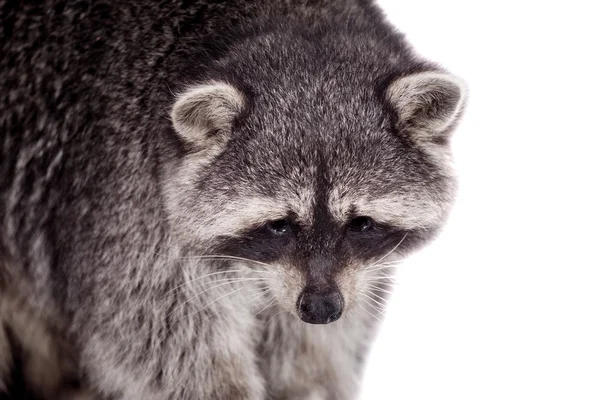 Tvättbjörn (procyon lotor) på den vita bakgrunden — Stockfoto