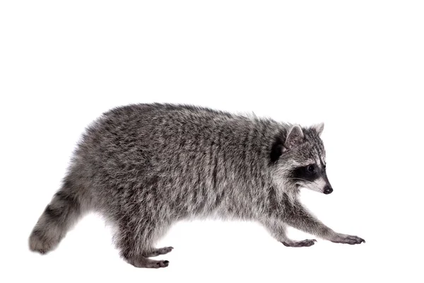 Mapache (Procyon lotor) sobre el fondo blanco —  Fotos de Stock