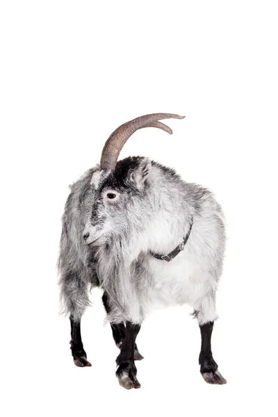 白で隔離されるヤギ — ストック写真