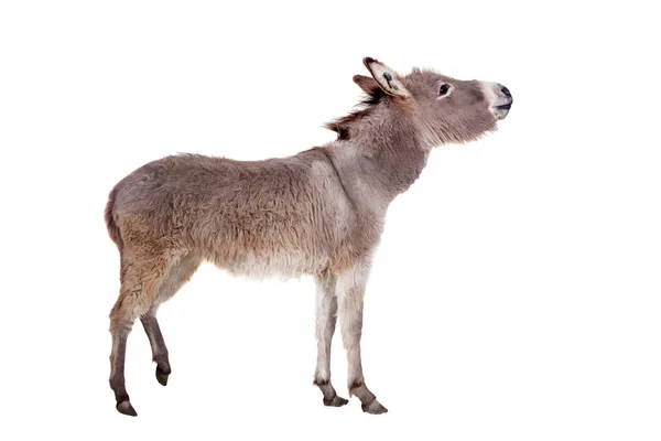 Donkey on white — Stock Photo, Image