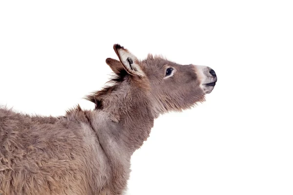 Donkey on white — Stock Photo, Image