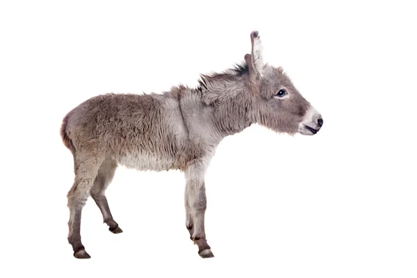 Donkey on white — Stock Photo, Image