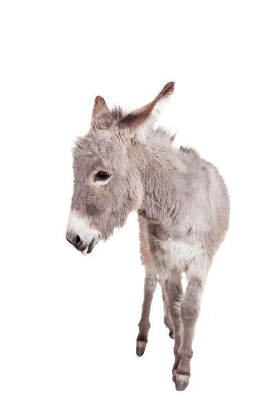 Donkey on white — Stock Photo, Image