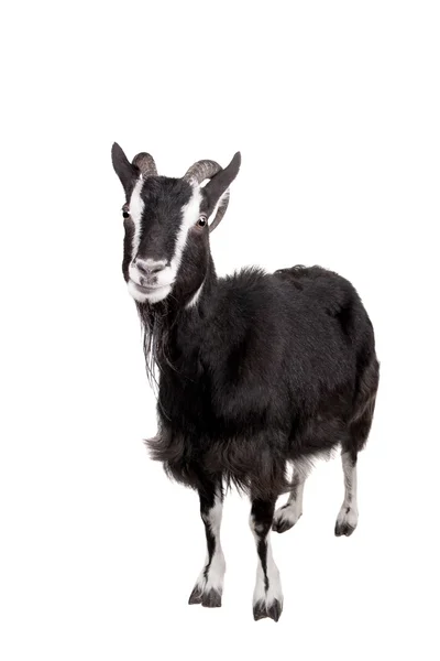 Toggenburg goat on the white — Stock Photo, Image