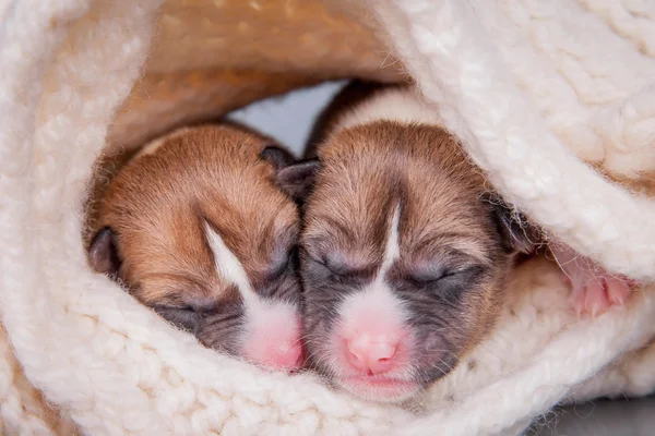 Newborn basenji puppies (first day) — Stock Photo, Image