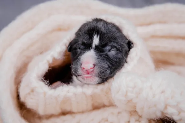 Newborn basenji puppy (first day) — Stock Photo, Image