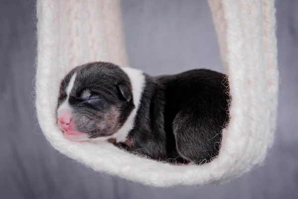 Newborn basenji puppy (first day) — Stock Photo, Image