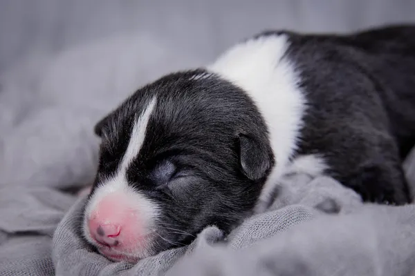 Newborn basenji puppy (first day) — Stock Photo, Image