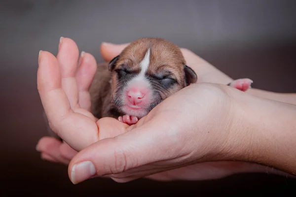 Podłość noworodka szczeniaka (pierwszy dzień) — Zdjęcie stockowe