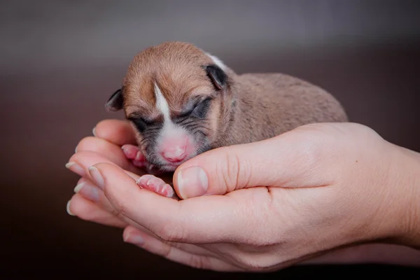 Newborn basenji puppy (first day) — Stock Photo, Image