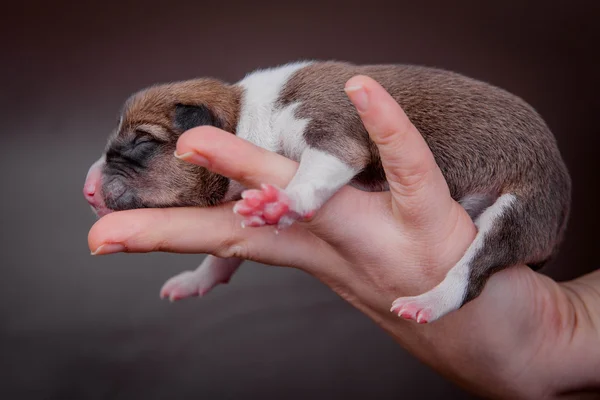 Cachorrinho recém-nascido basenji (primeiro dia ) — Fotografia de Stock