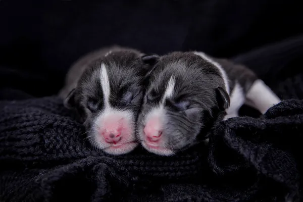 Cachorros basenji recién nacidos (primer día ) — Foto de Stock