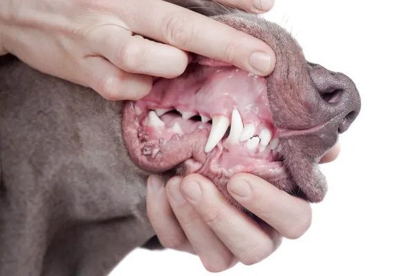Inspección de dientes de perro sobre fondo blanco . Fotos de stock libres de derechos