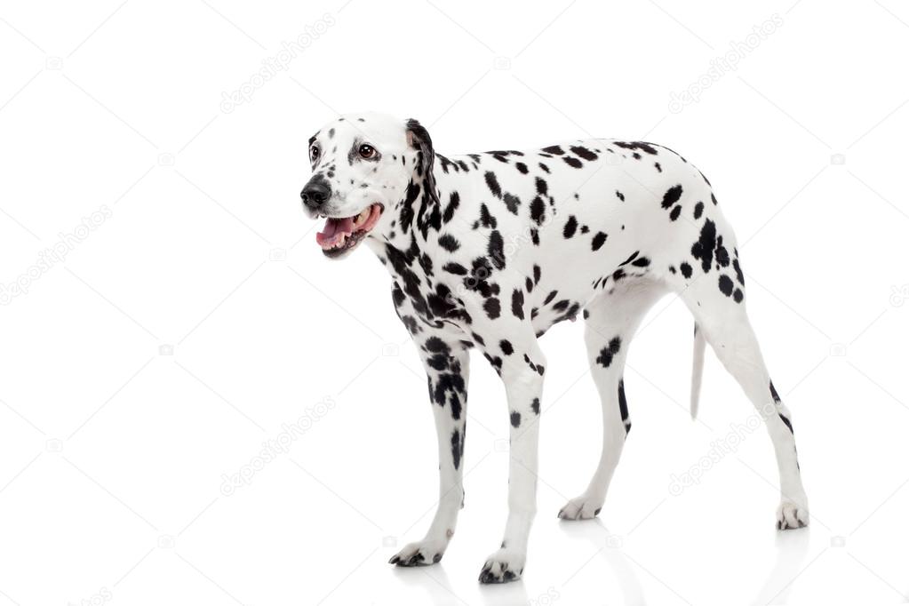 Dalmatian dog, isolated on white