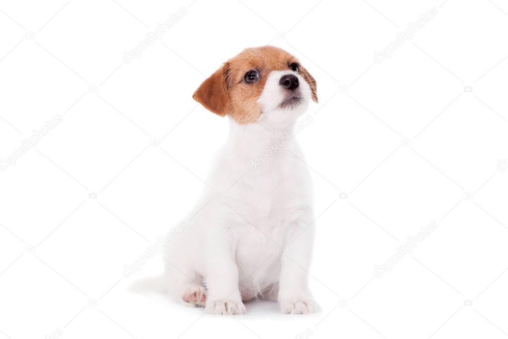 Jack Russell puppy (1,5 month old) on white