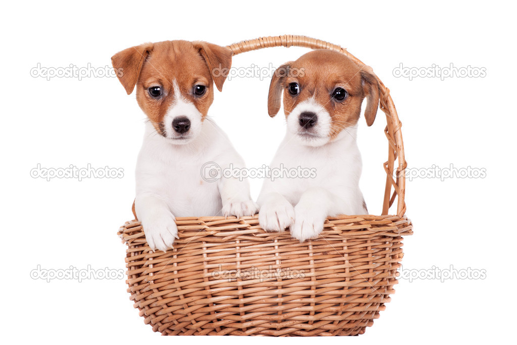 Jack russell 5 months old 2025